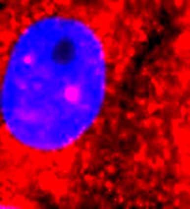 Software: Microsoft Office